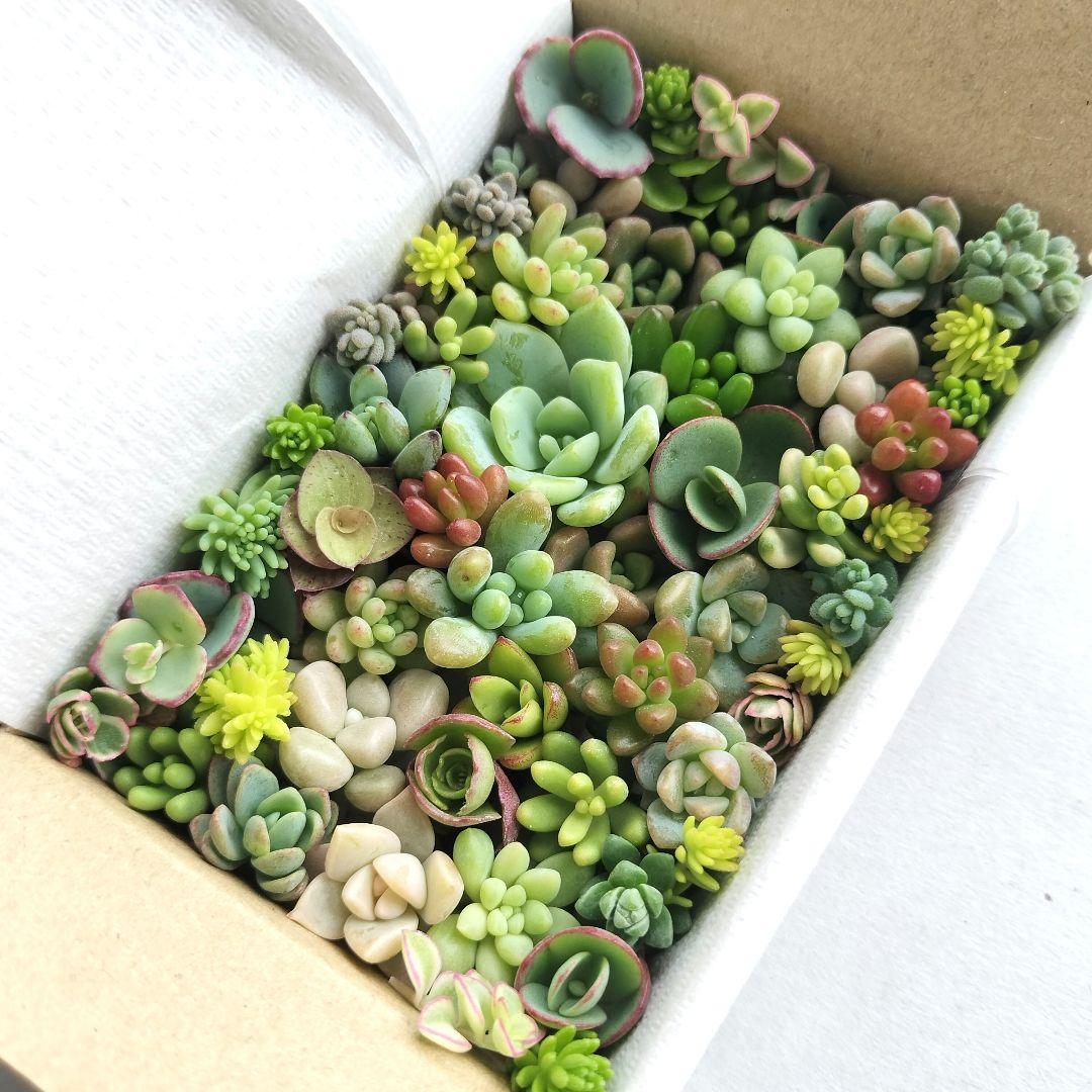 多肉植物　カット苗　25種類以上詰め合わせ　小箱セット　メルカリ便 — image 3