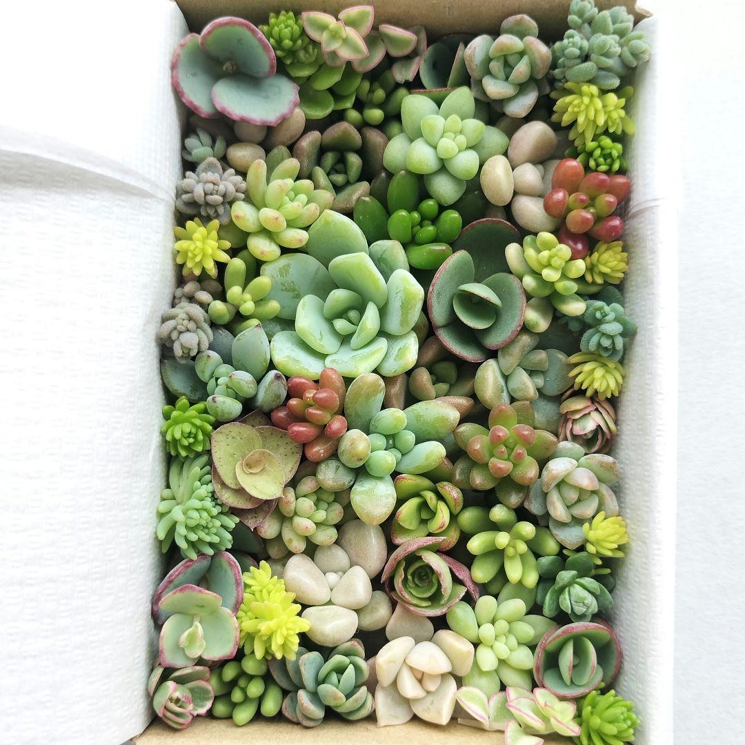 多肉植物　カット苗　25種類以上詰め合わせ　小箱セット　メルカリ便 — image 4