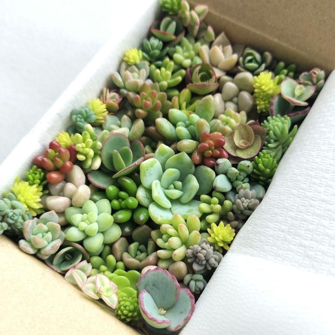 多肉植物　カット苗　25種類以上詰め合わせ　小箱セット　メルカリ便 — image 5