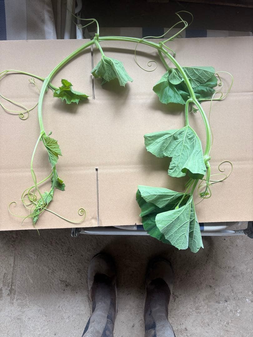 野菜購入者　様　専用　ラウシャーク5kg — image 2