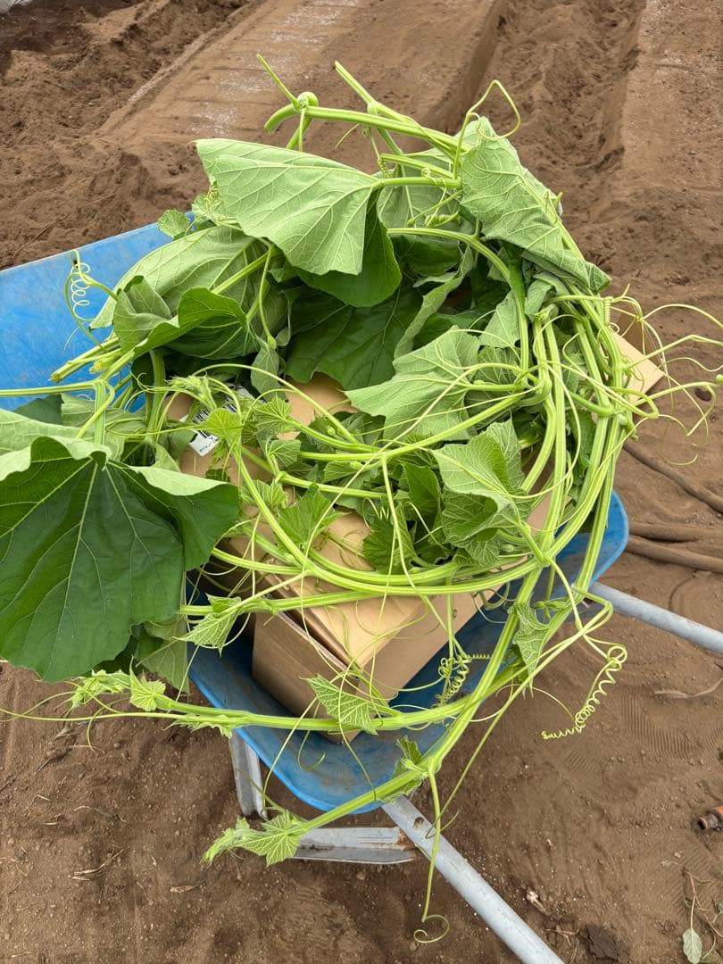 野菜購入者　様　専用　ラウシャーク5kg — image 3