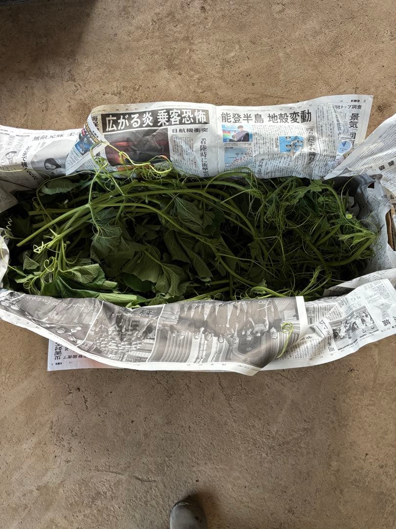 野菜購入者　様　専用　ラウシャーク5kg — image 4