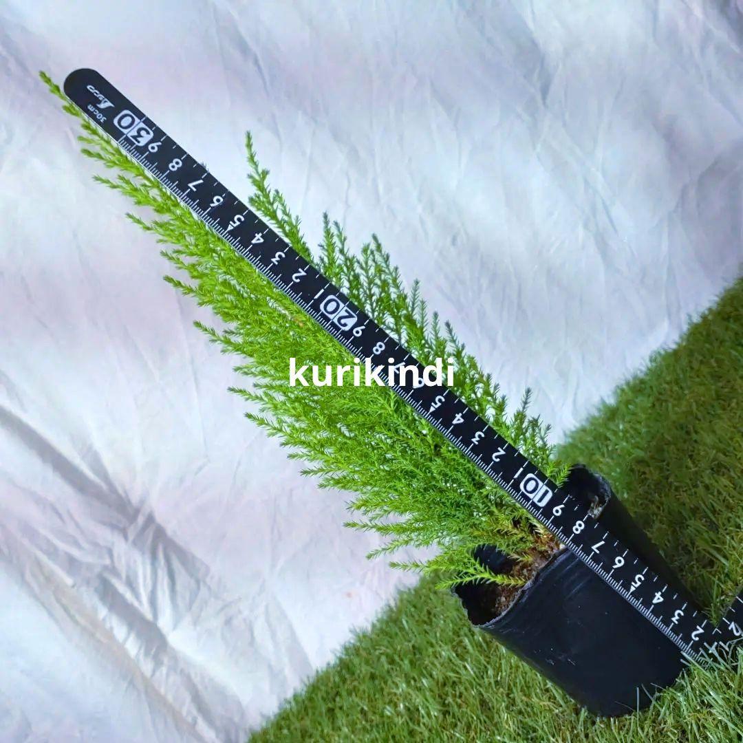ゴールドクレスト　ウィルマ　単品Ａ(cf20-01) — image 3