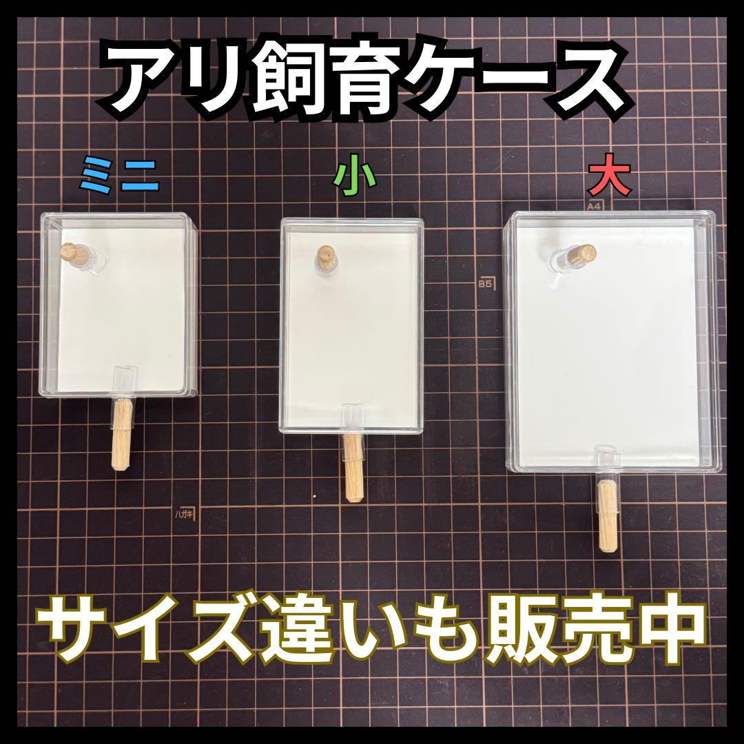 アリ飼育ケース(大) 餌場(大)付き 【アリの巣】 — image 4