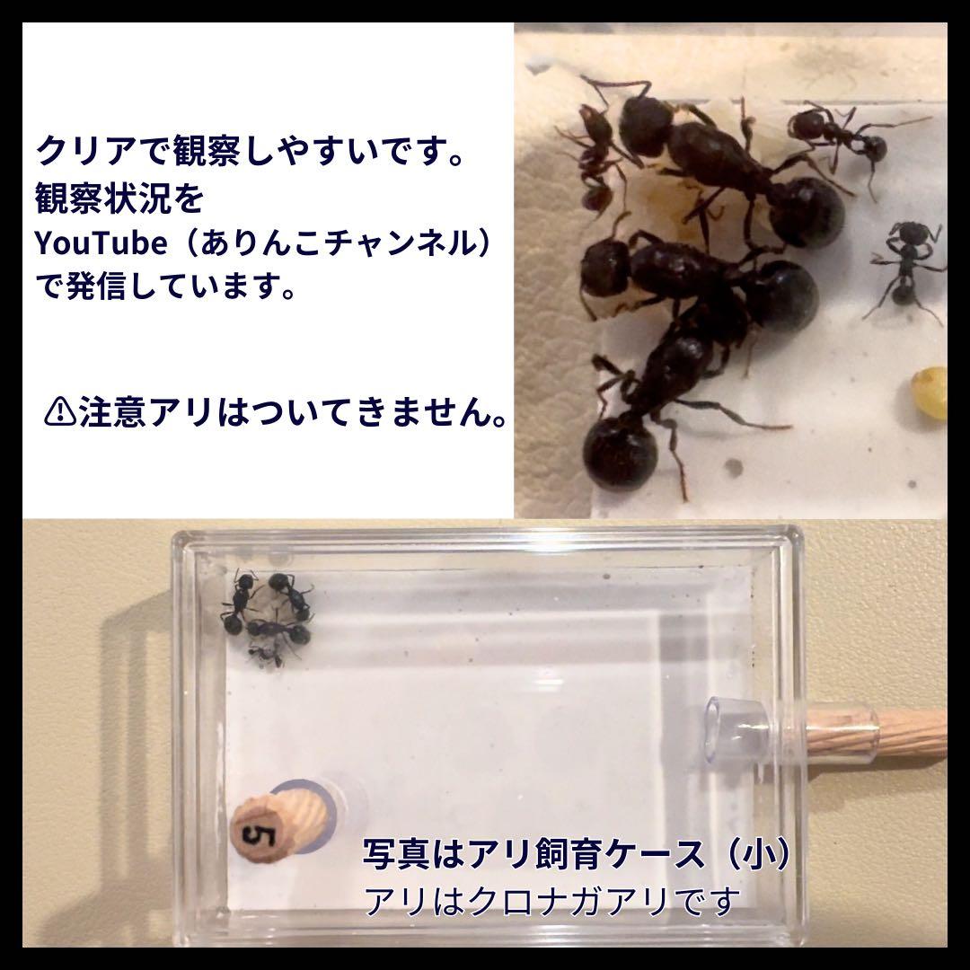 アリ飼育ケース(大) 餌場(大)付き 【アリの巣】 — image 5