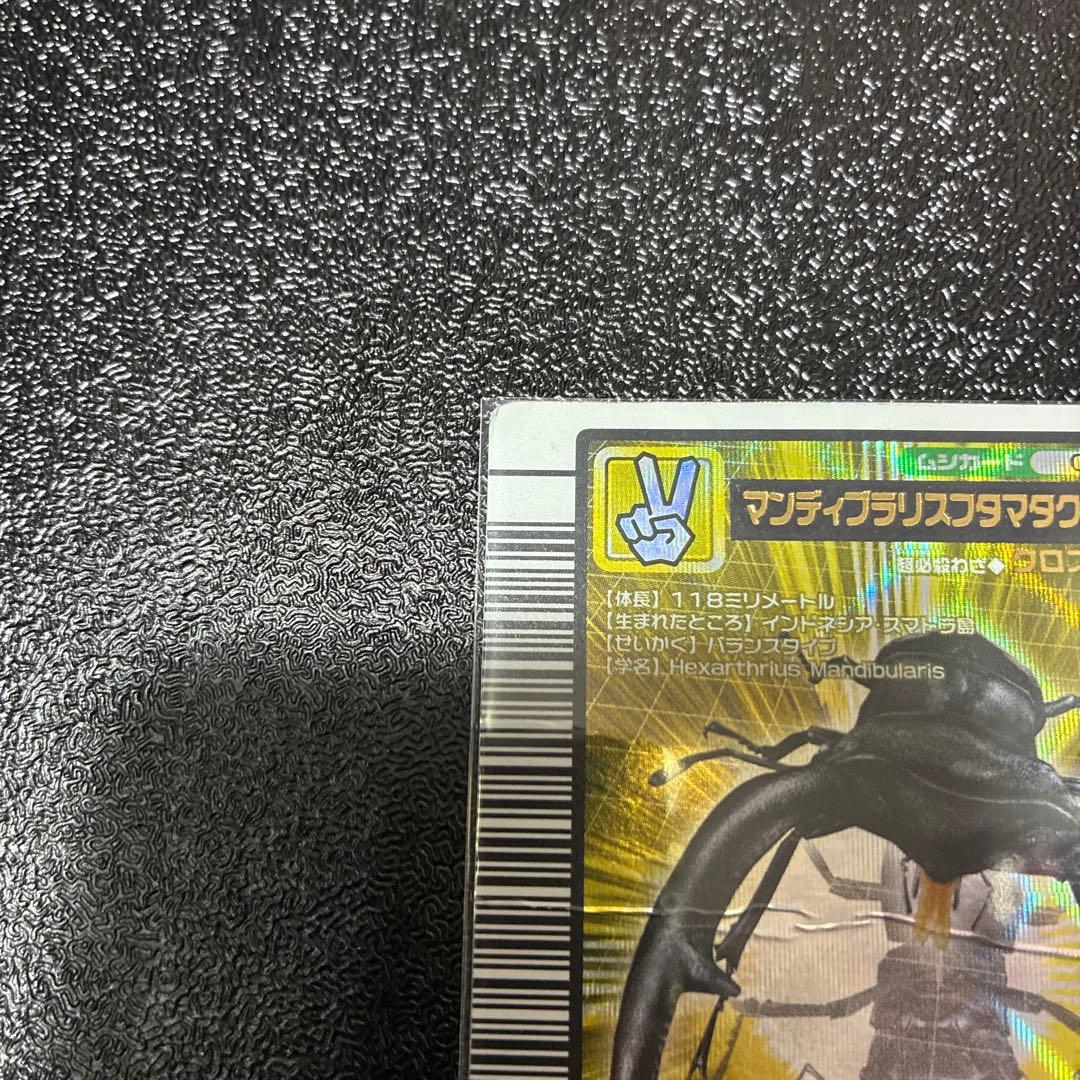 ムシキングマンディブラリスフタマタクワガタ — image 3
