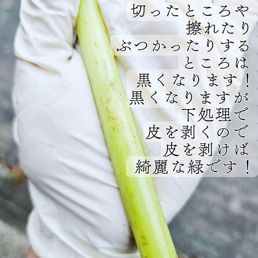 【即日発送】新鮮 産地直送 蕗 ふき 大容量!! — image 3