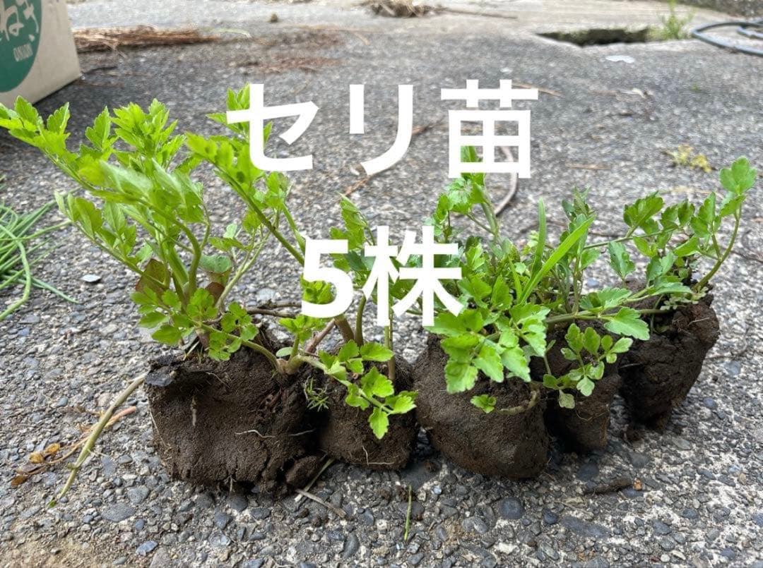 capri様 リクエスト 2点 まとめ商品 — image 2