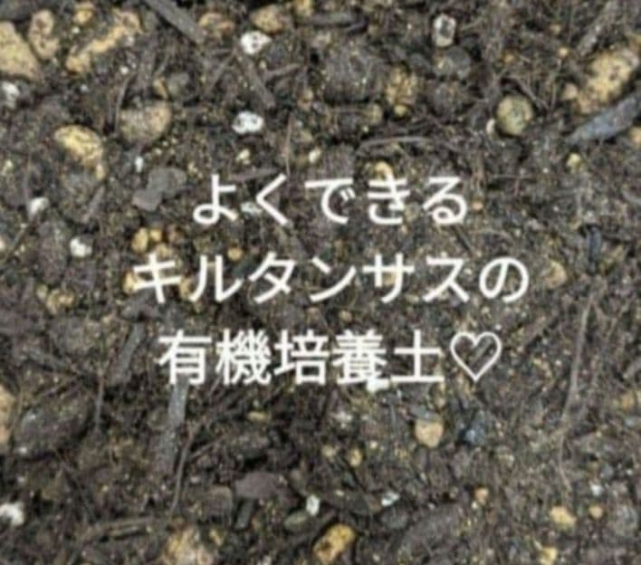つくし様 — image 4