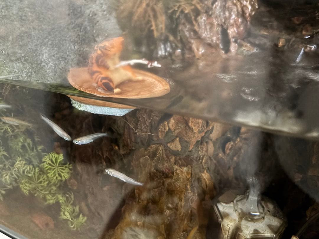 釣り日和 猫たちのひまつぶし ボート付き　アクアリウム 水槽 オブジェ — image 2