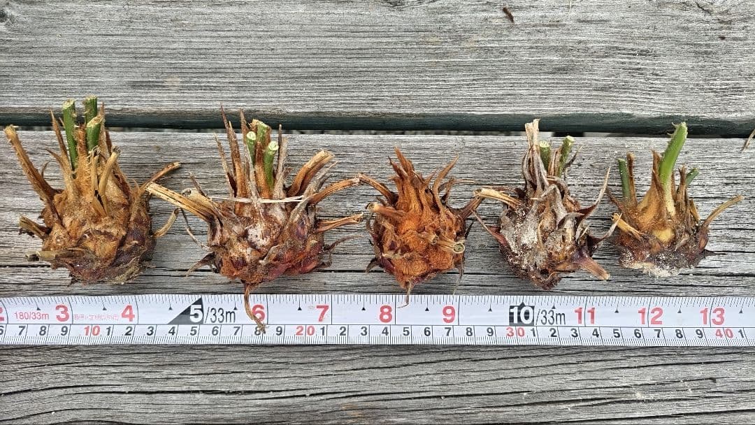 蘇鉄　ソテツ　 苗 5株セット — image 2