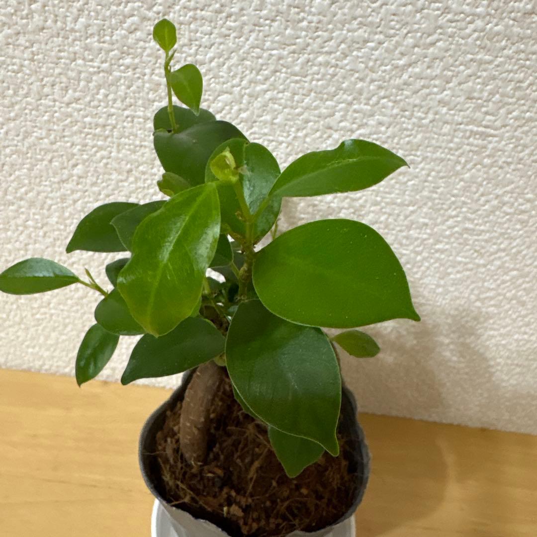 ガジュマル⬜︎1 — image 2