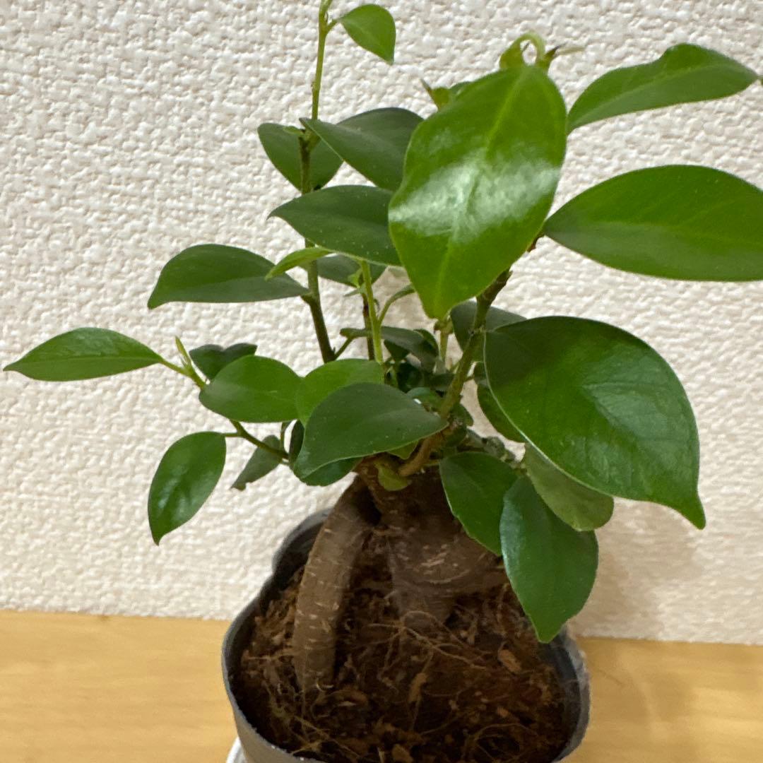 ガジュマル⬜︎1 — image 3