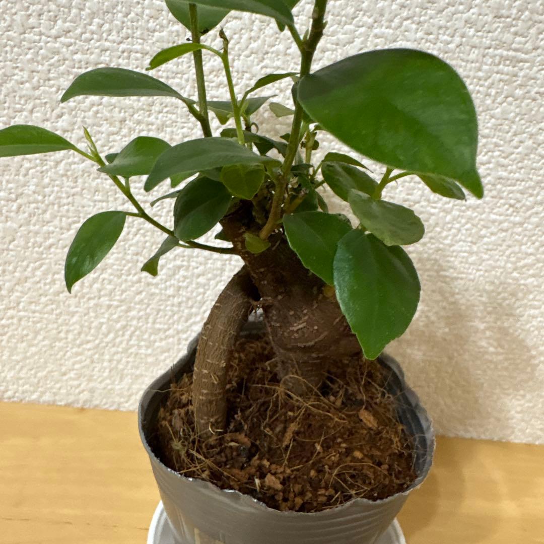 ガジュマル⬜︎1 — image 4
