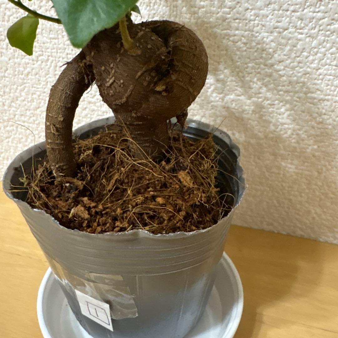 ガジュマル⬜︎1 — image 5