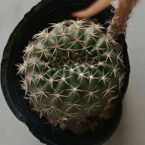 花サボテン【ロビビア】 — image 4