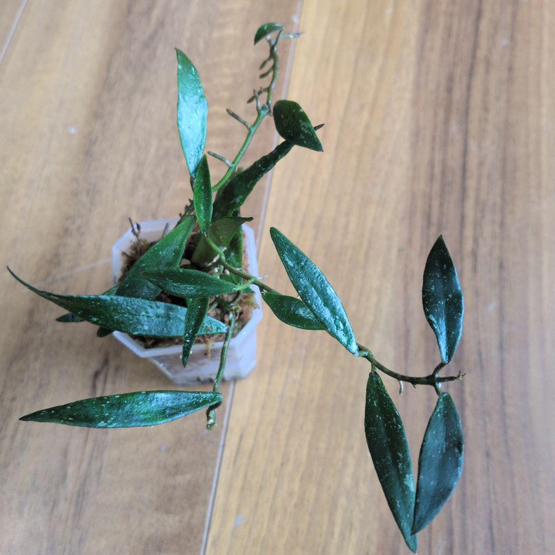 Hoya mirabilis — image 4