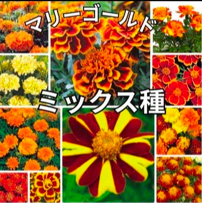 たぬま様専用ページです❁⃘*.゜ — image 2