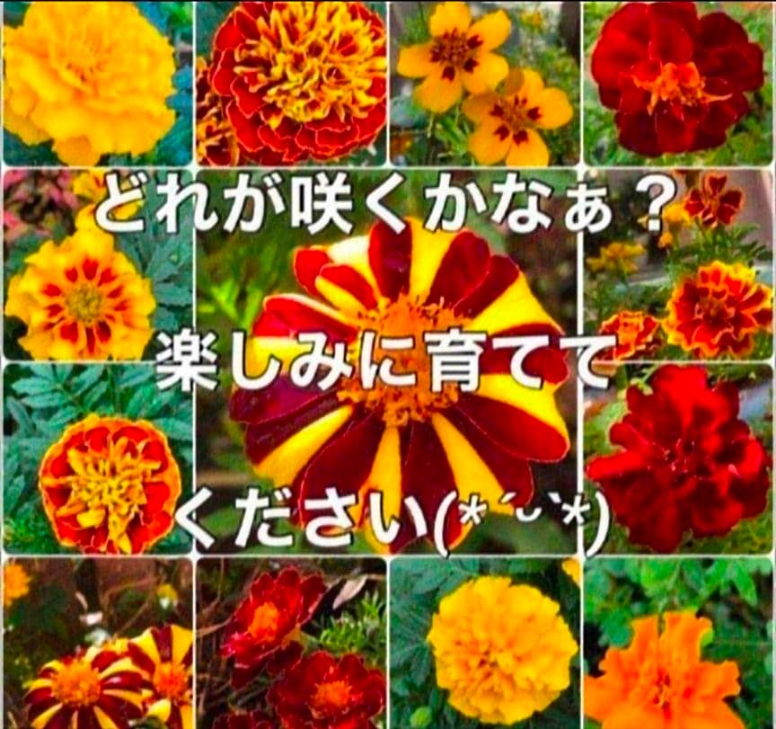 たぬま様専用ページです❁⃘*.゜ — image 3