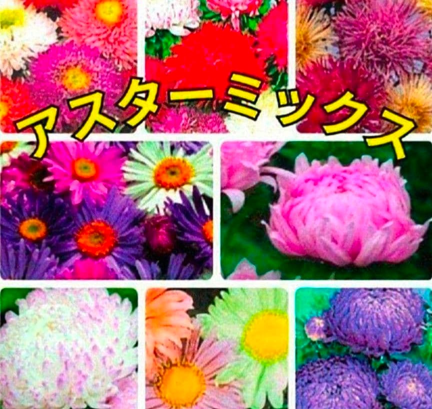 たぬま様専用ページです❁⃘*.゜ — image 4