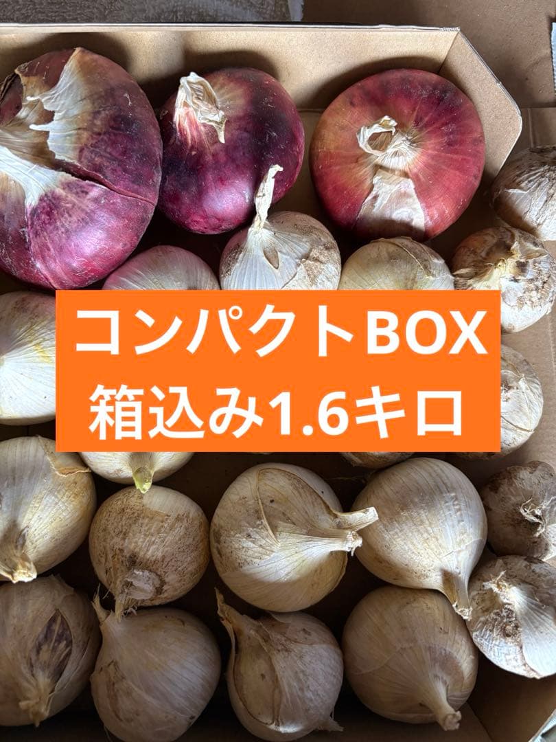 紫玉ねぎとジャンボニンニクのセット　コンパクトBOX箱込み約1.6キロ — image 2