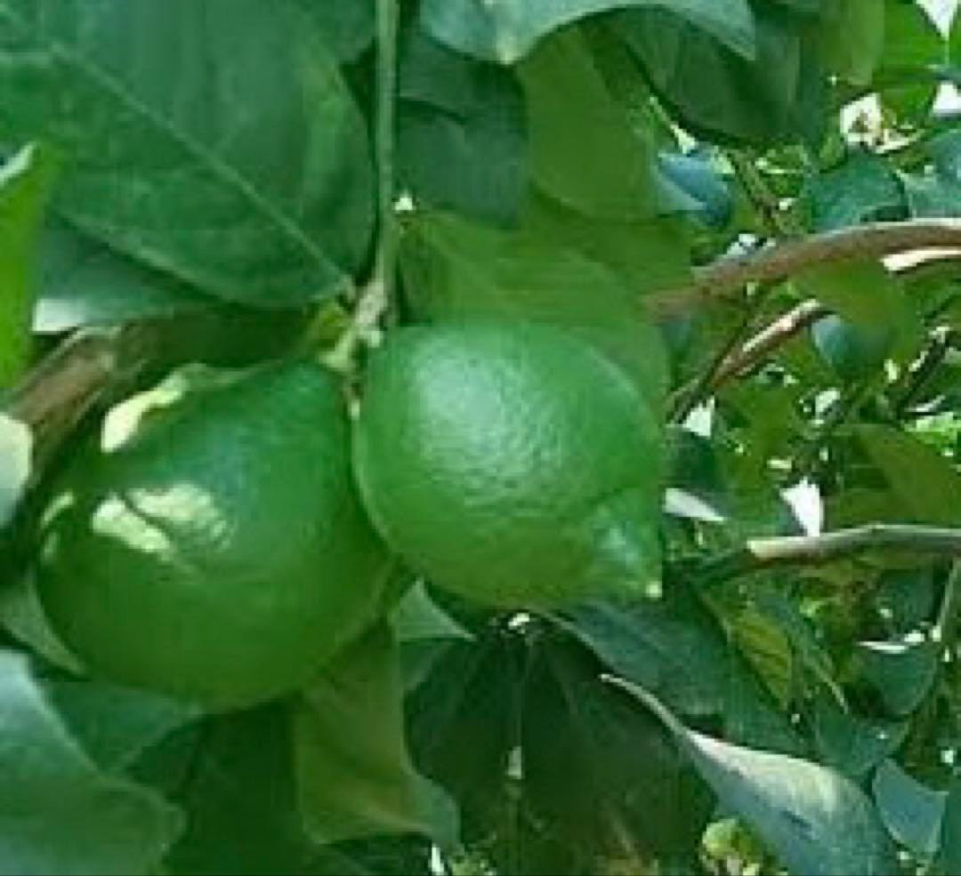 3.国産瀬戸田レモン2kg — image 2