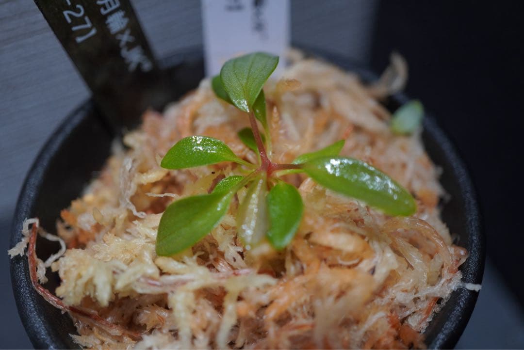 Homalomena “月輪XJK”【LA-hyb.23-27】 — image 2