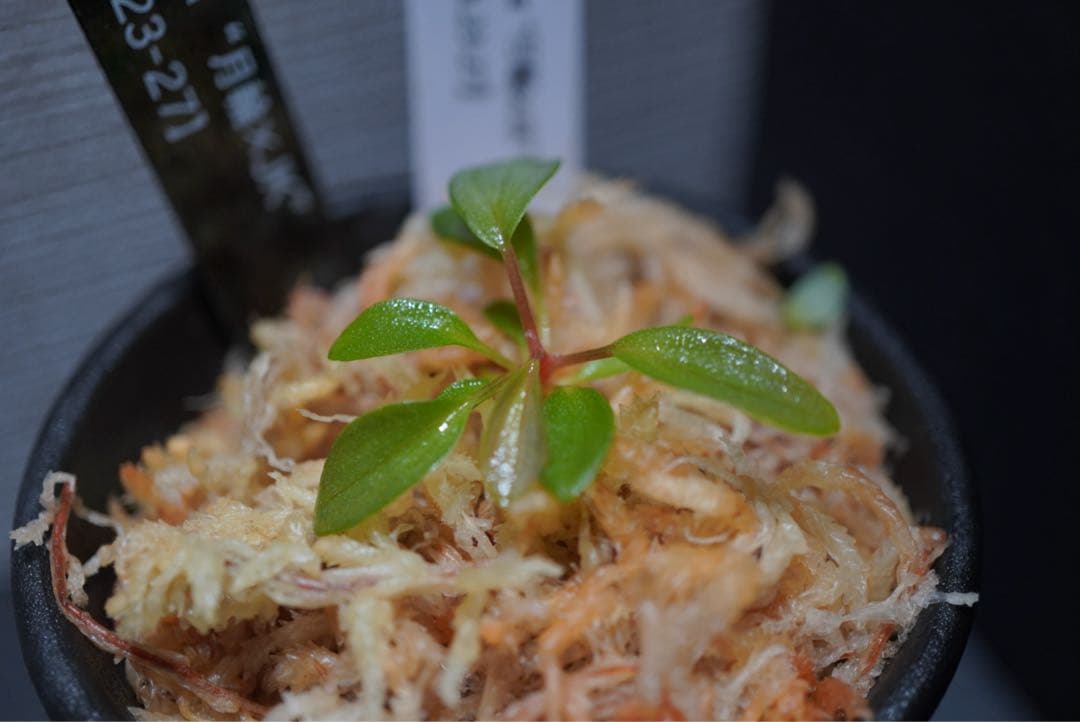 Homalomena “月輪XJK”【LA-hyb.23-27】 — image 3