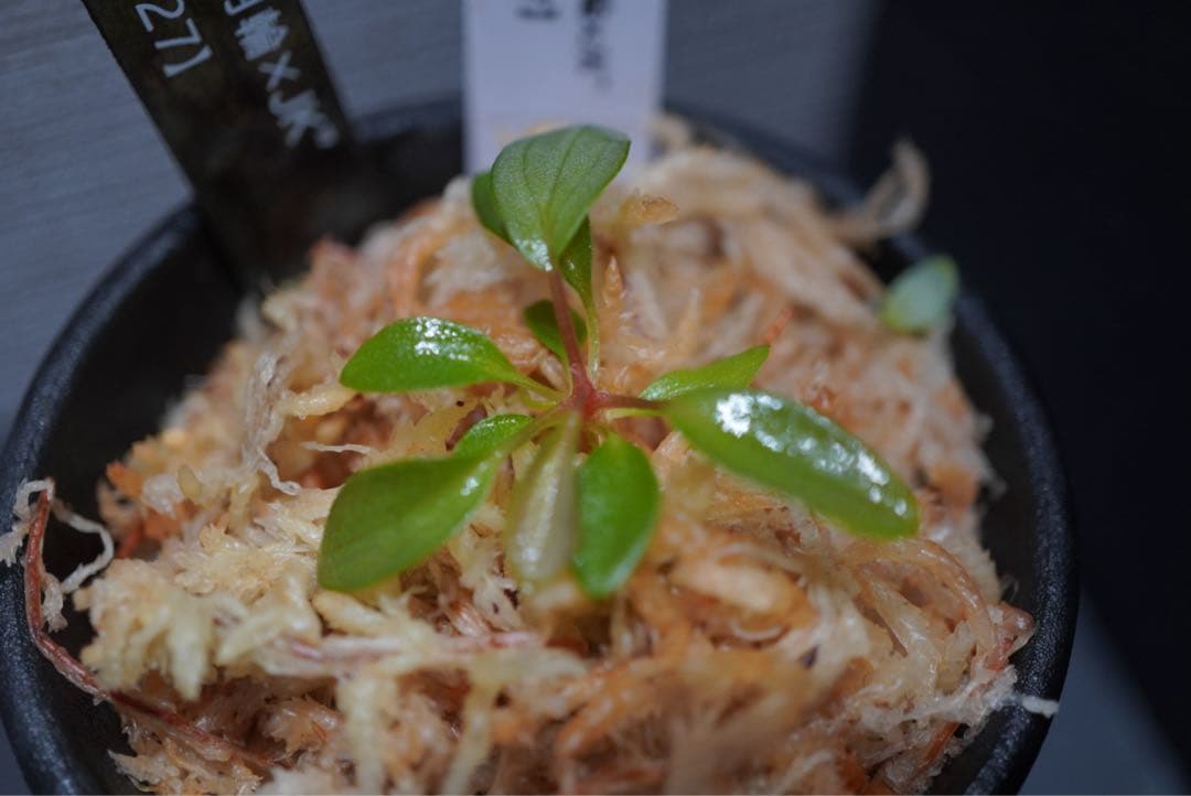 Homalomena “月輪XJK”【LA-hyb.23-27】 — image 4