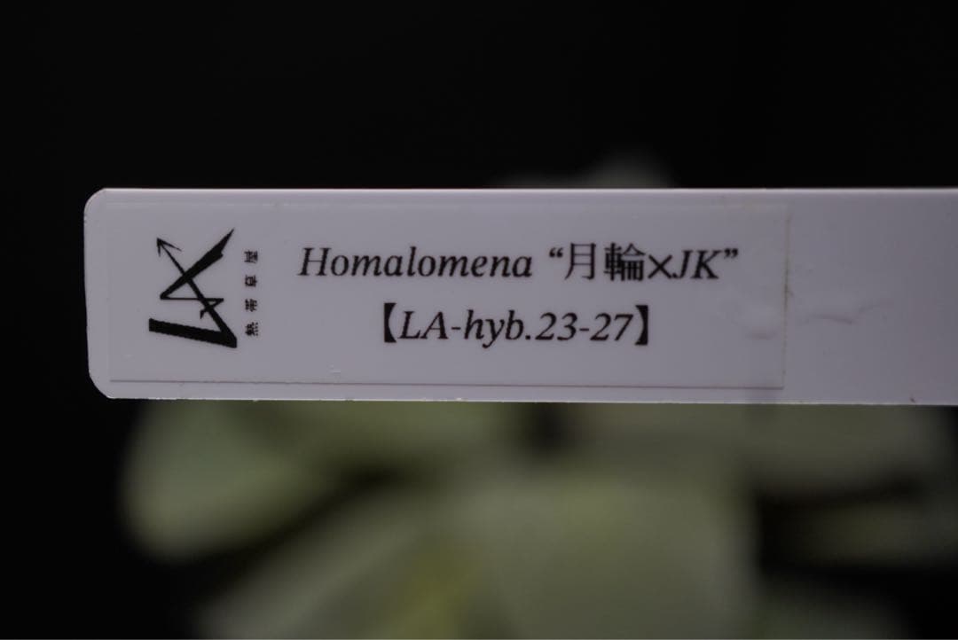 Homalomena “月輪XJK”【LA-hyb.23-27】 — image 5