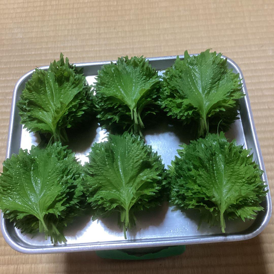 大葉　青じその葉　訳あり混じりです　150g ⑤ — image 2