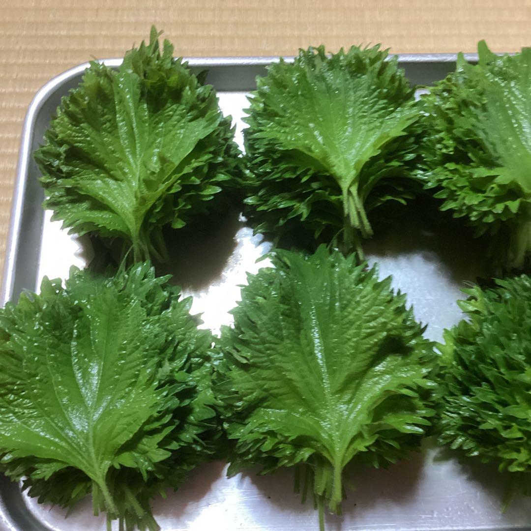 大葉　青じその葉　訳あり混じりです　150g ⑤ — image 3