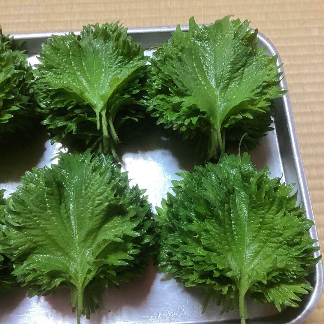 大葉　青じその葉　訳あり混じりです　150g ⑤ — image 4