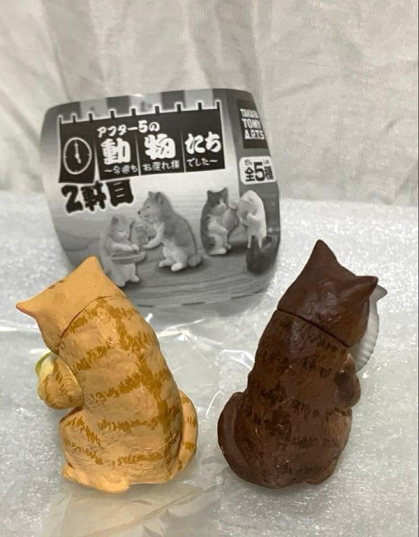 アフター5の動物たち 二件目 17時のチャトラさん 22時のキジシロさん — image 2