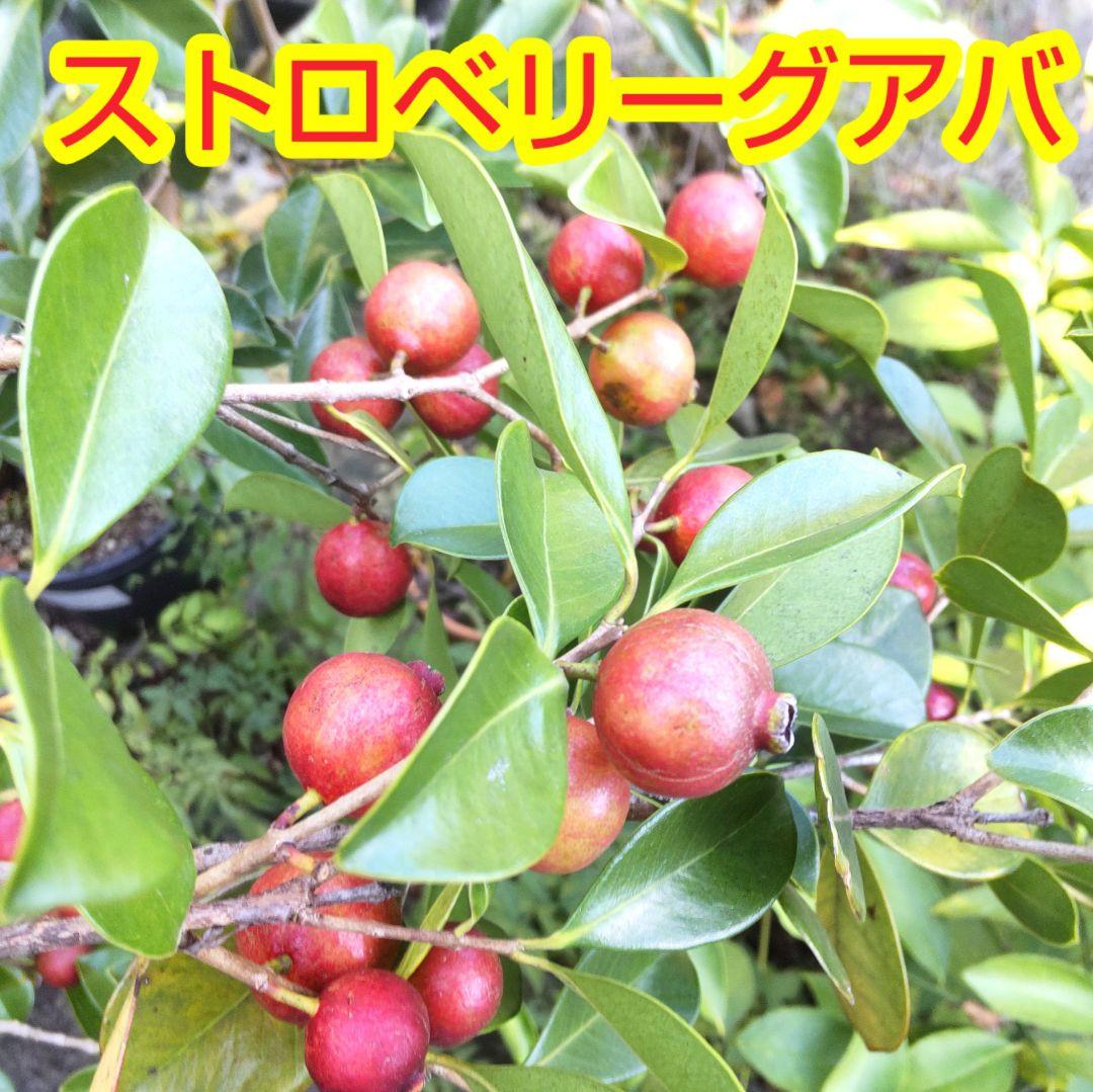 yoko様 リクエスト 2点 まとめ商品 — image 2