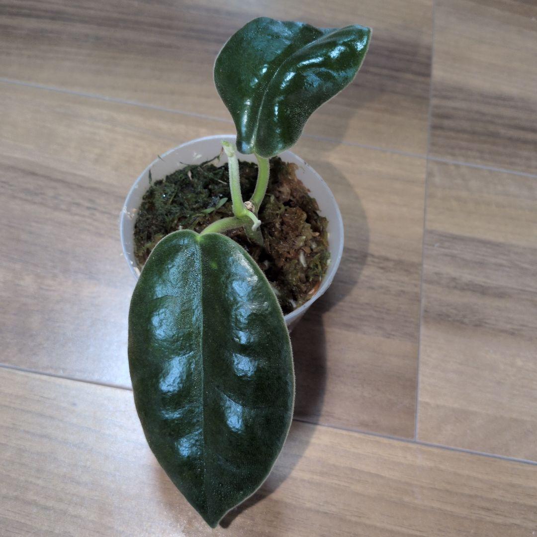 Hoya gigas（7月3日発送予定） — image 2