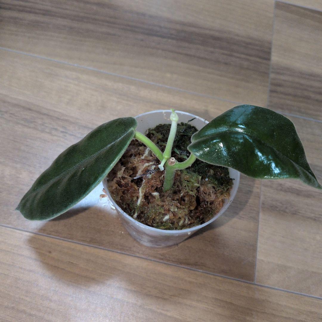 Hoya gigas（7月3日発送予定） — image 3