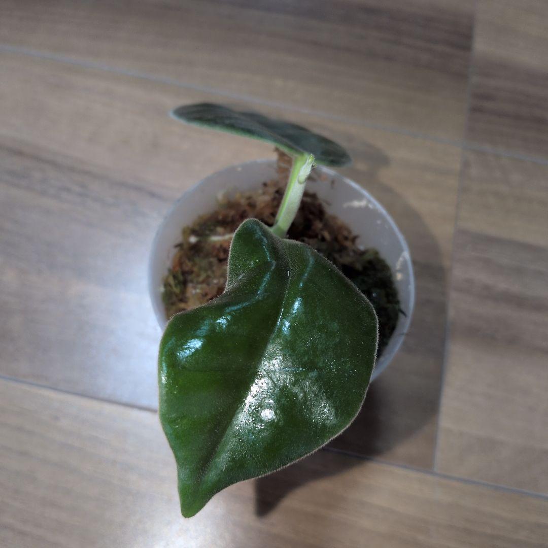 Hoya gigas（7月3日発送予定） — image 4