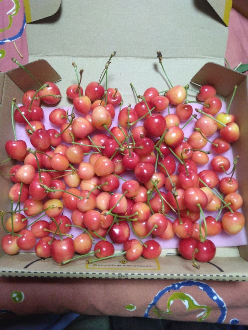 サクランボ紅きらり — image 2