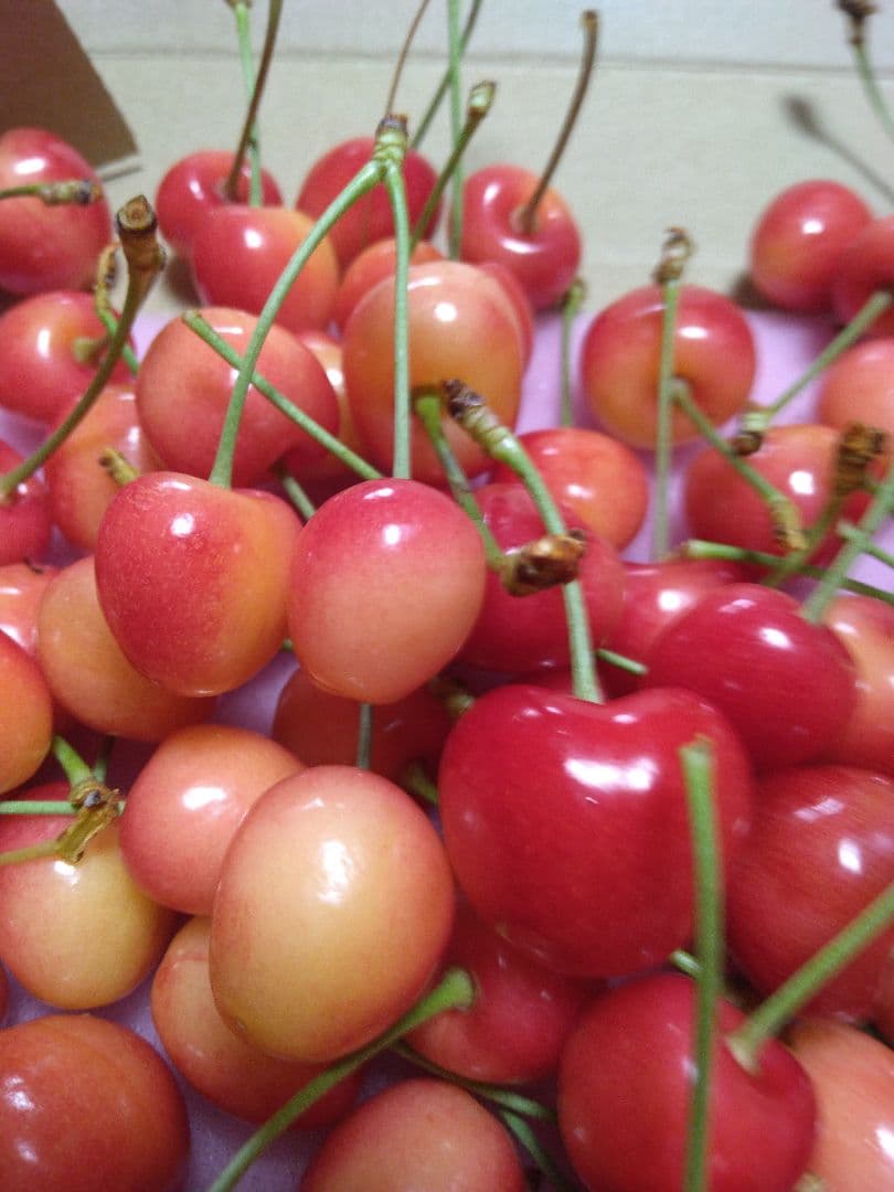 サクランボ紅きらり — image 3