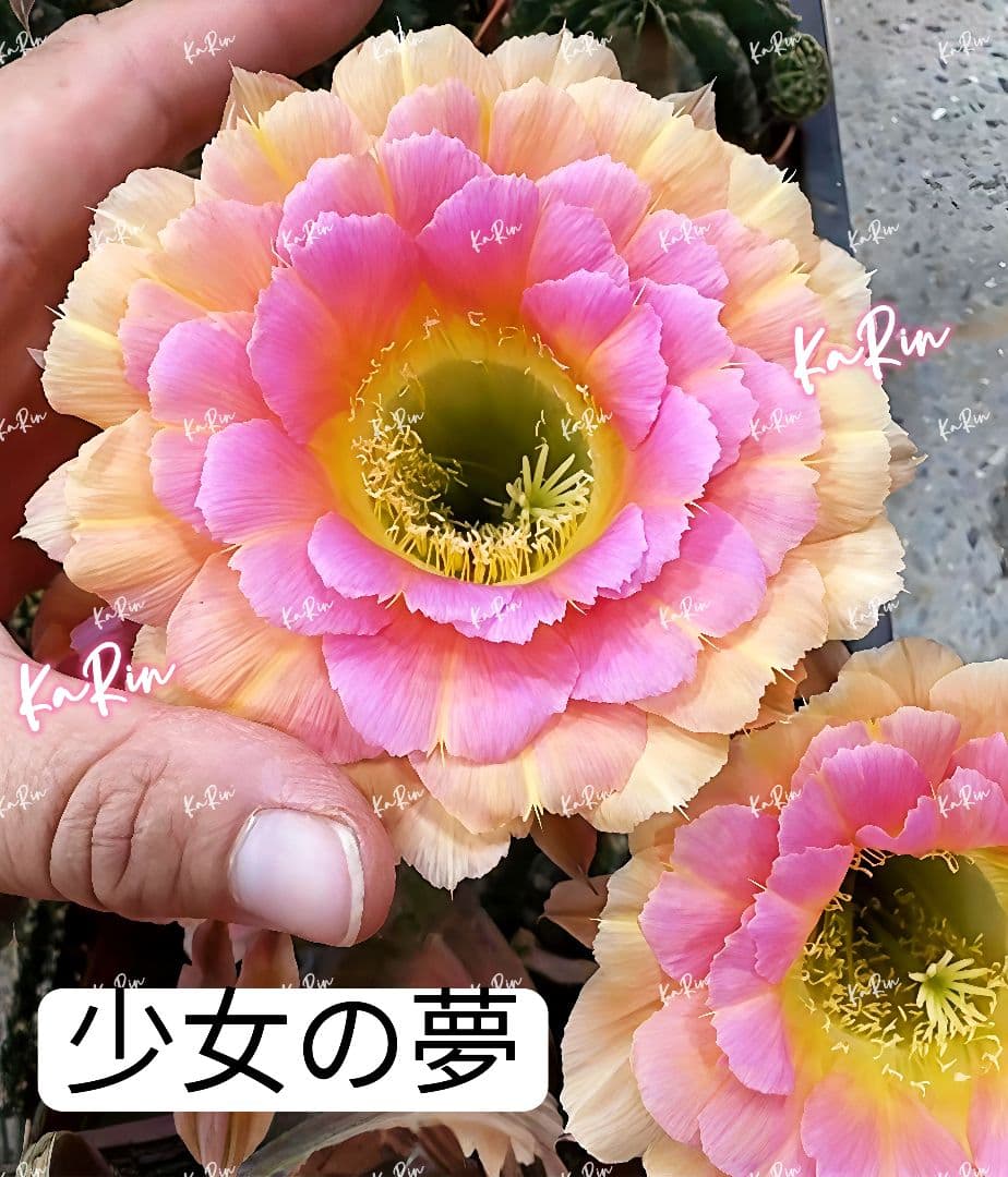 さらじーん様 リクエスト 2点 まとめ商品 — image 2