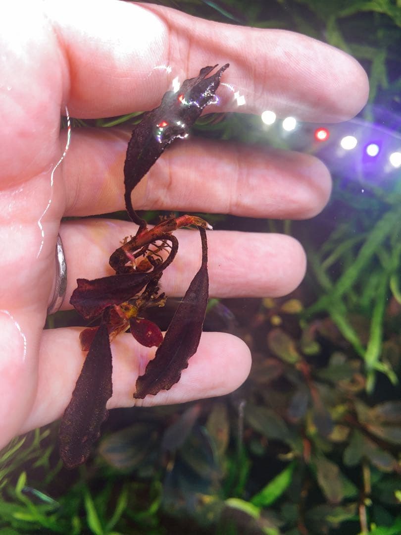 ブセファランド ラ sp.ブラウニーゴーストカリマンタン　水中葉　2株 — image 4