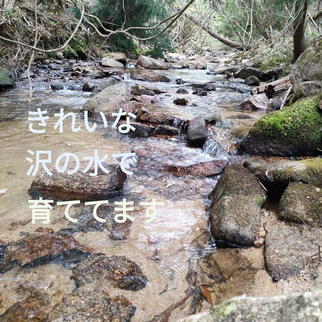 農家直送 三重県産 アスパラガス M~Lサイズ 500g — image 4