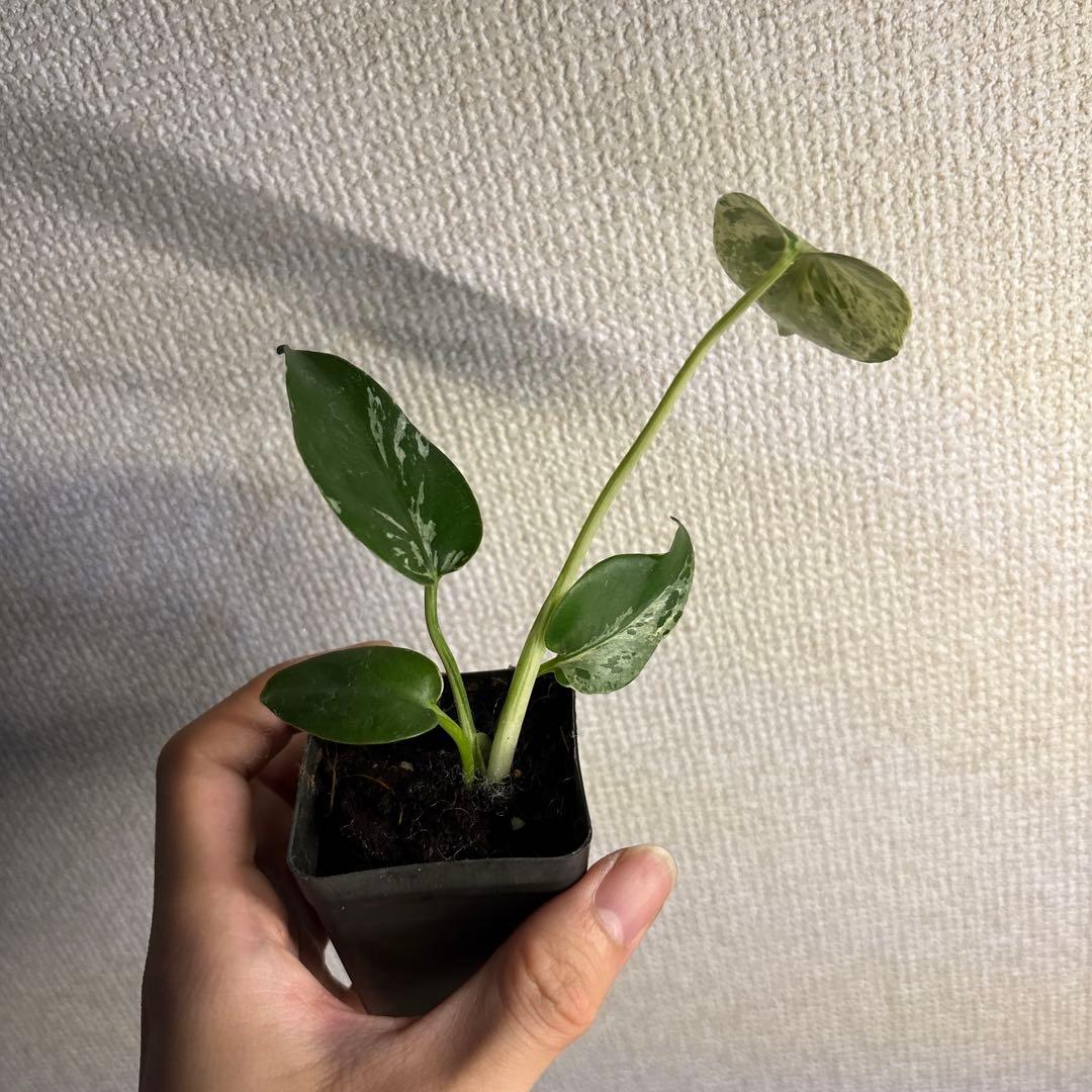 モンステラ デリシオーサ バルバソー — image 3