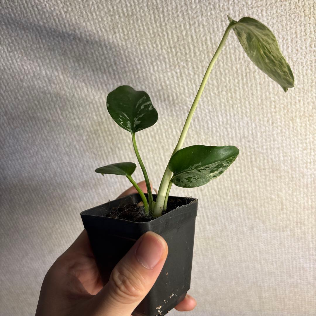 モンステラ デリシオーサ バルバソー — image 4
