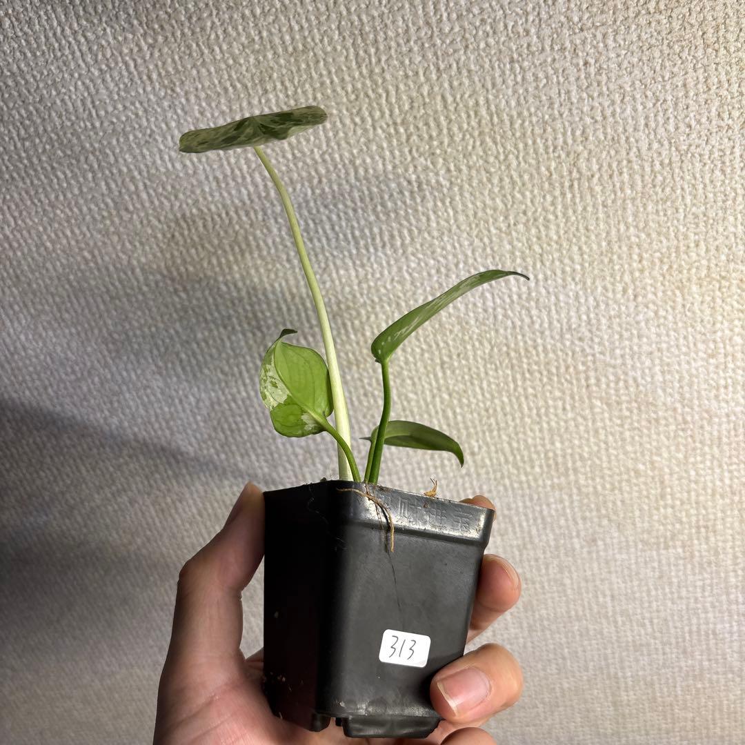 モンステラ デリシオーサ バルバソー — image 5