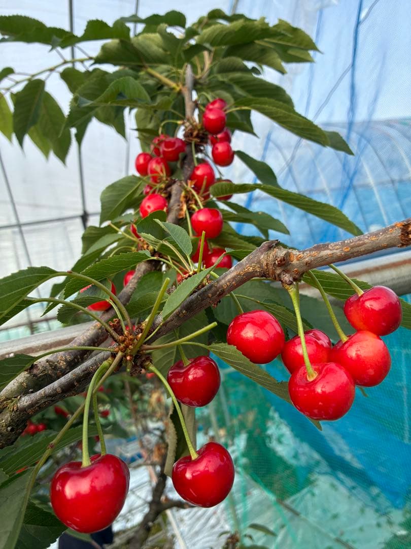 高級サクランボ 『紅秀峰』収穫したて　L、LLミックス　1kg バラ — image 3