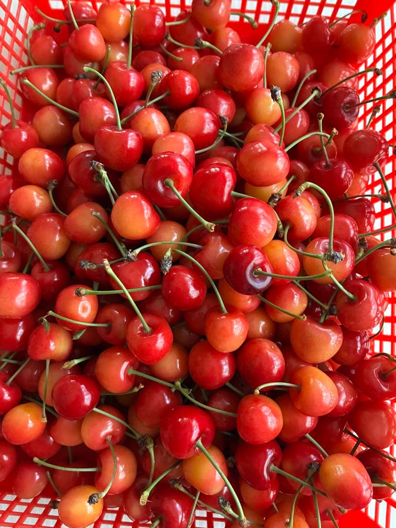 高級サクランボ 『紅秀峰』収穫したて　L、LLミックス　1kg バラ — image 4