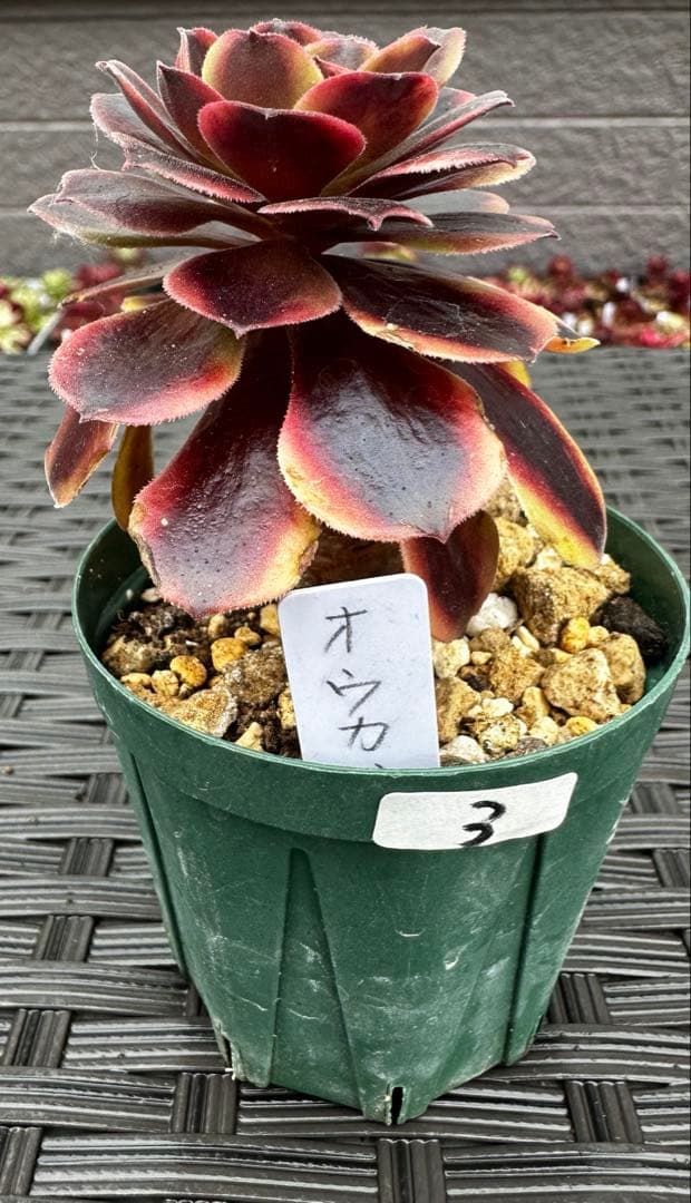 アエオニウム 欧嘉莉③⭐️お買い得 — image 2