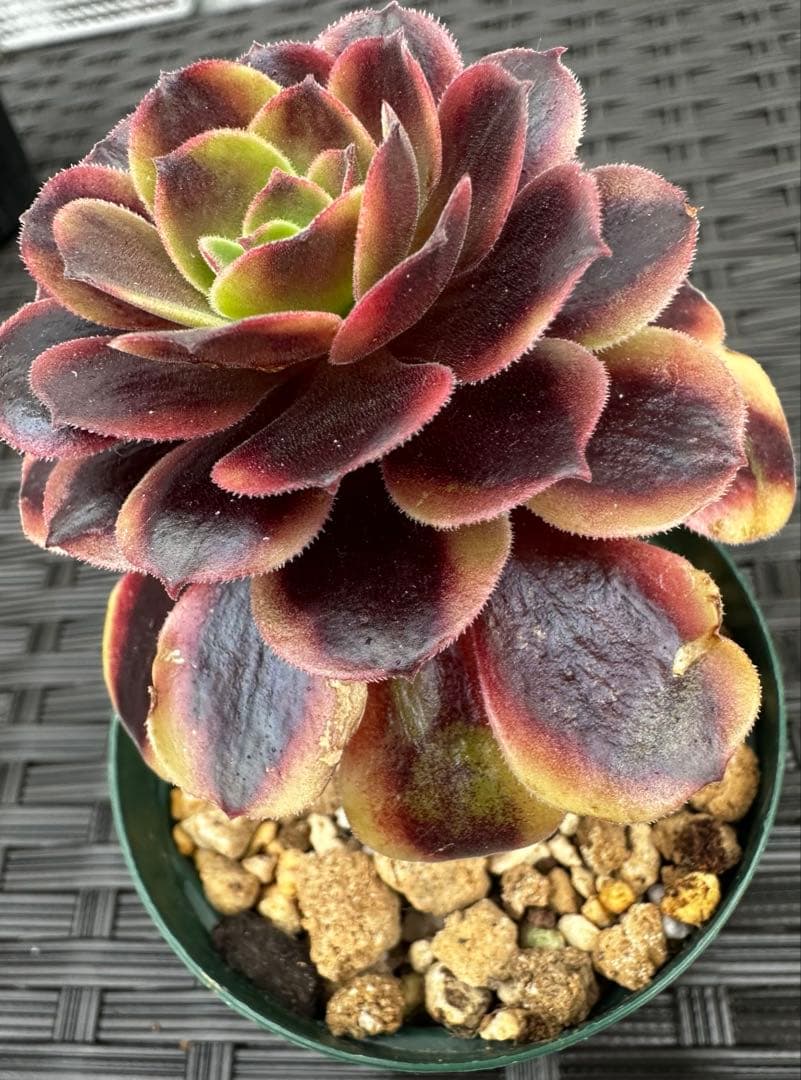 アエオニウム 欧嘉莉③⭐️お買い得 — image 3
